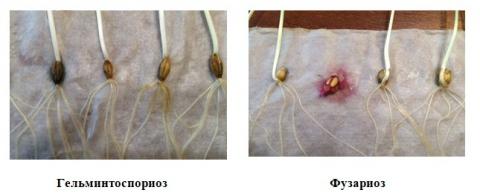 Анализ семена покрытосеменные строение семени